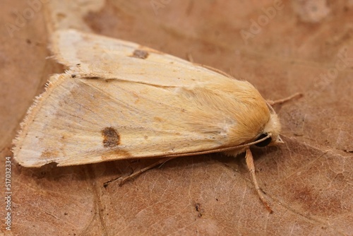 Closeup on the yellow colored Bordered strawmoth, Heliothis peltigera sitting on dried leafs photo