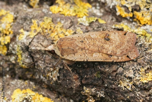 Closeup on a Large Yellow Underwing moth, Noctua pronuba sitting on wood photo