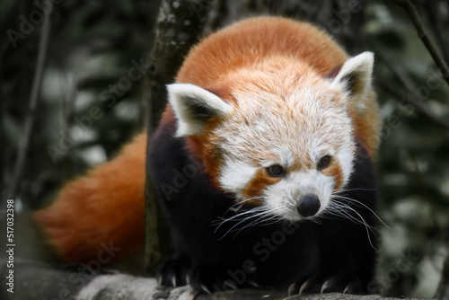 red panda in Scottish highland wildlife park