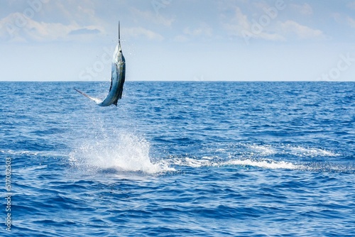 Photography Indo-Pacific sailfish (Istiophorus platypterus) leaping out of water in Watamu B