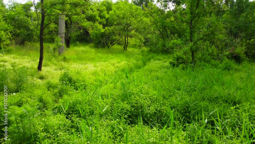 A small forest with shrubs and a clearing. The camera moves forward over the grass. A small forest with shrubs and a clearing. The camera moves forward over the grass.