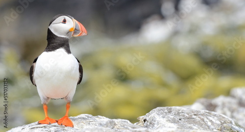 Puffin on Staple Island, Farne Islands, Northumberland