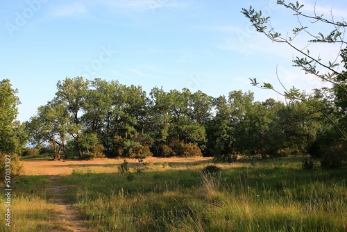 Green lawn with yellow flowers, maritime pine trees and oack trees with see at background. photo