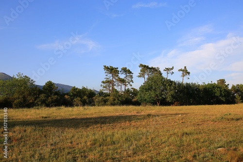 Green lawn with yellow flowers, maritime pine trees and oack trees with see at background. photo