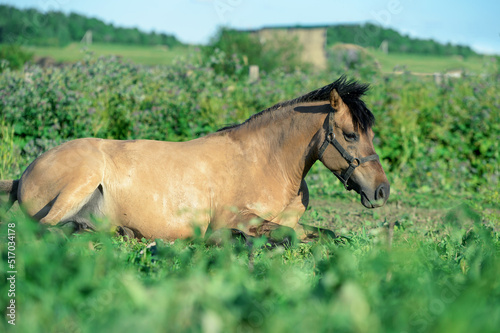 laying horse local breed in paddock. summer time