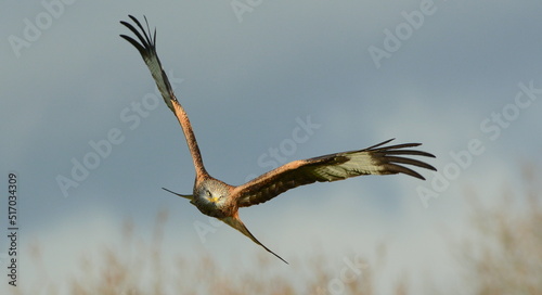Red kite in the skies over the Brecon Beacons  Wales