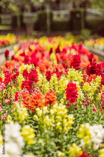 A large and colorful garden of trailing candy showers snapdragons in bloom in the spring