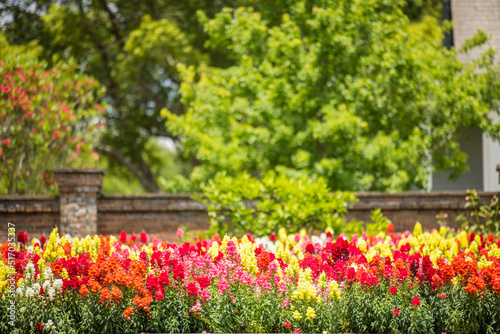 A large and colorful garden of trailing candy showers snapdragons in bloom in the spring