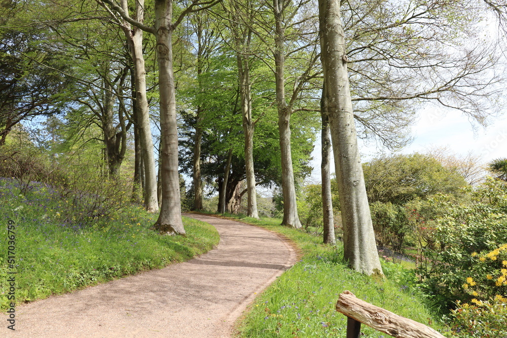A peaceful pathway curves upwards between two rows of tall trees