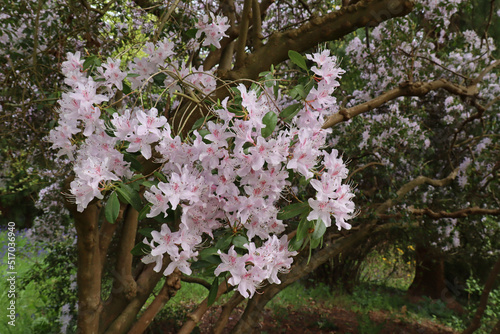 Pink blossoms growing from the branch of a tree