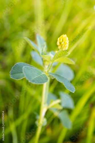 Vertical shot of a black medick flower with green leaves in a blurred background photo