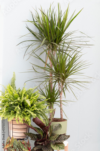 Dracaena marginata in living room with other houseplants. photo