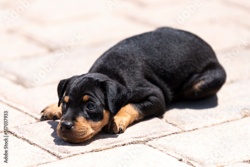 Black homeless puppy lies on the sidewalk