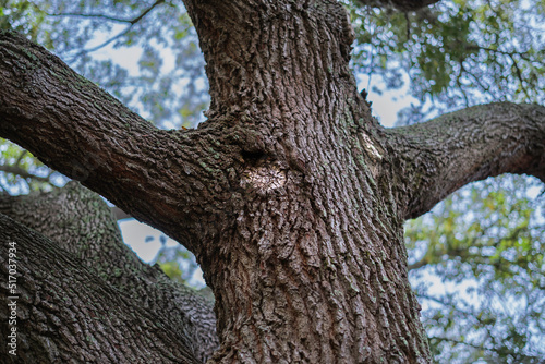 Living Tree