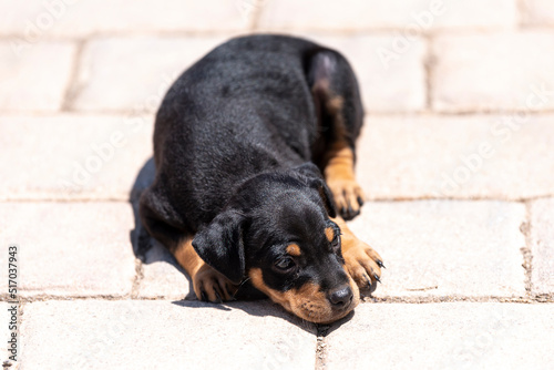 Black homeless puppy lies on the sidewalk