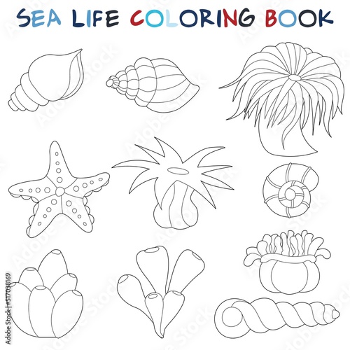 Anemone, starfish and seashells. Original coloring pages of the underwater world.