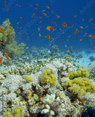 Fototapeta Naklejka Na Ścianę i Meble -  Colorful, picturesque coral reef at bottom of tropical sea, hard and soft corals with Anthias fishes, underwater landscape