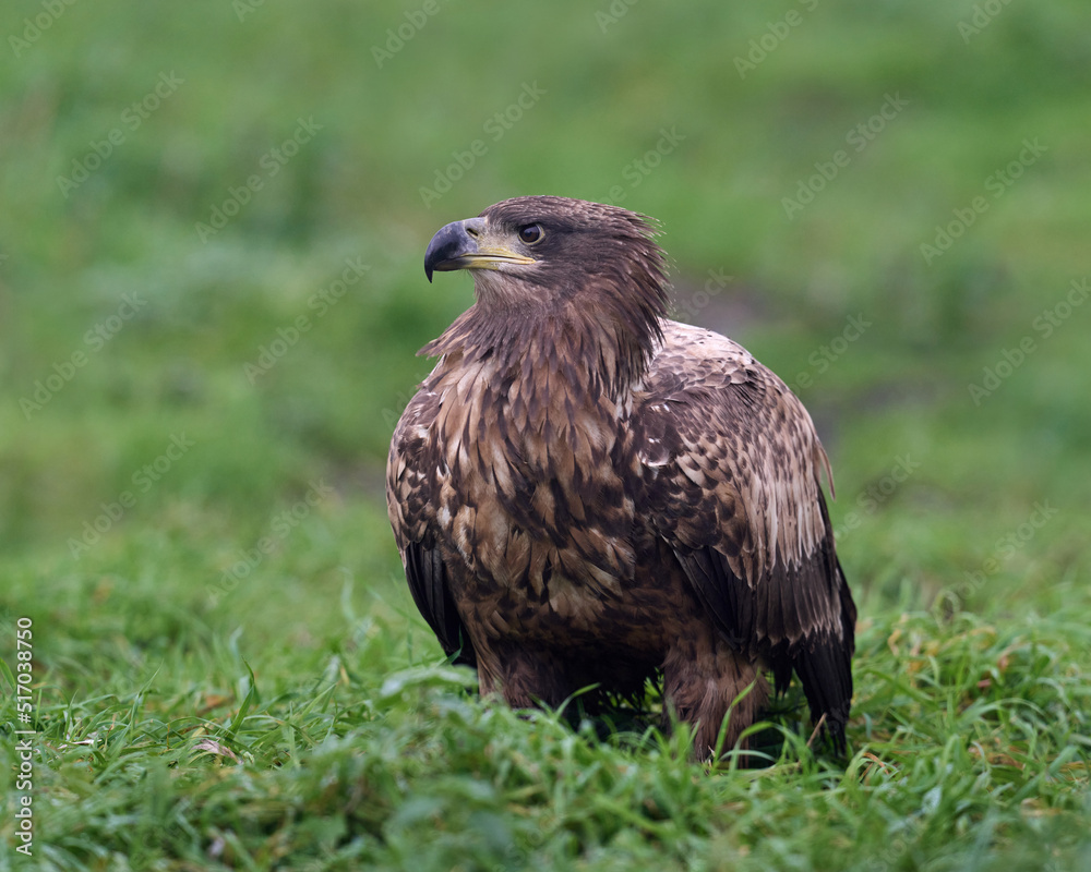 White-tailed eagle (haliaeetus albicilla) White-tailed eagle (haliaeetus albicilla)