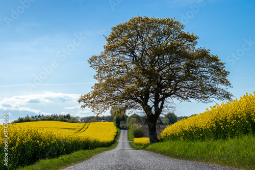 Tree in a yellow rapeseed field