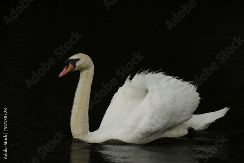 Fototapeta Naklejka Na Ścianę i Meble -  Mute Swan, United Kingdom