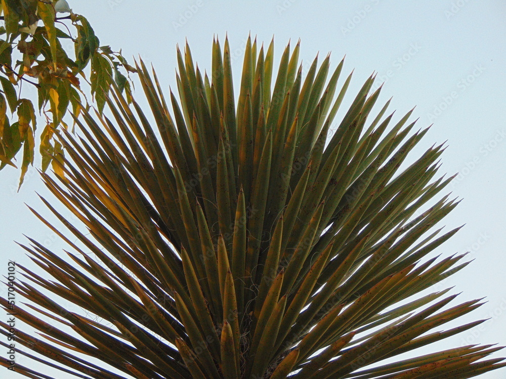 Obraz premium palma tropical