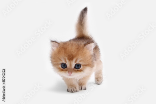 Obraz na plátně British longhair kitten on white background with green leaves
