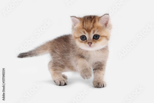 British shorthair kitten of golden color on white background and green leaves. Cute red chinchilla kitten. Pets at cozy home. Top down view web banner. Funny adorable pets cats. Postcard concept.