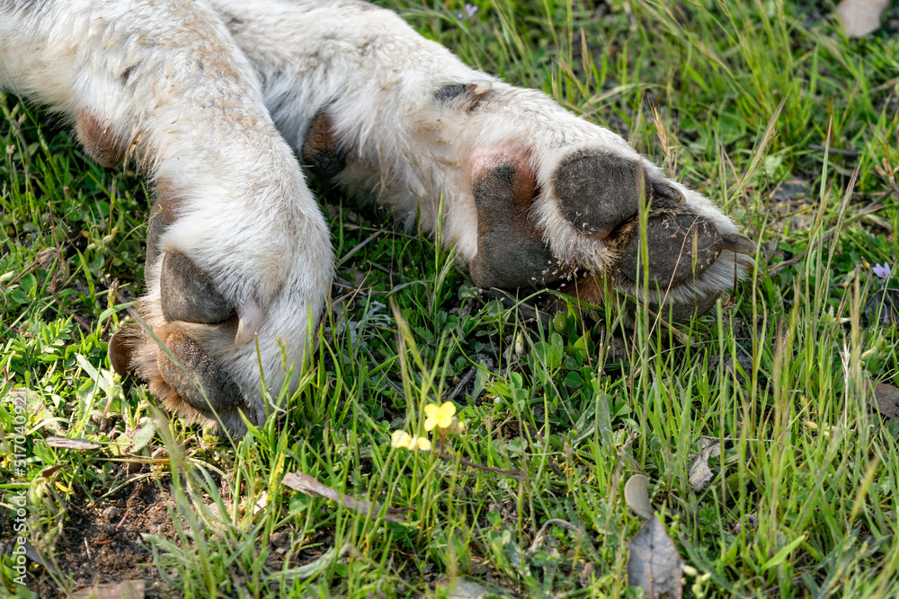 Fototapeta premium Dedos y almohadillas de pata de perro mastín sobre la hierba