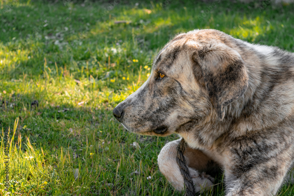 Perro triste mastín del pirineo mira al horizonte tumbado en el césped Perro triste mastín del pirineo mira al horizonte tumbado en el césped