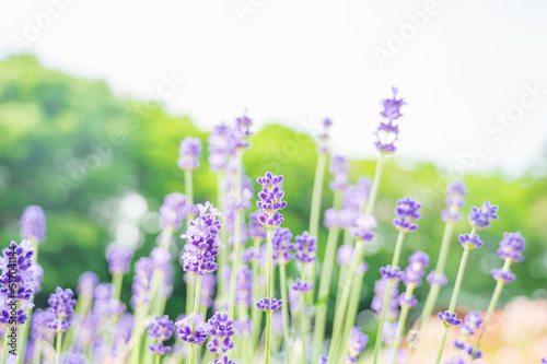 イングリッシュラベンダー