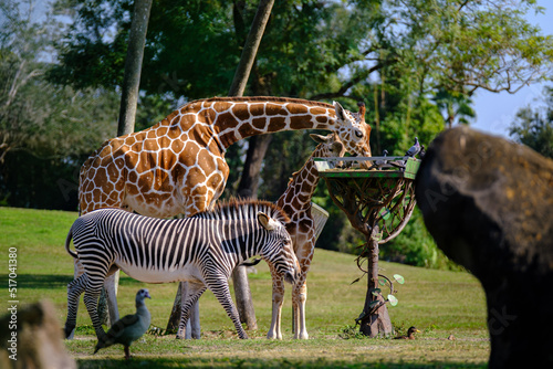 giraffe in the zoo