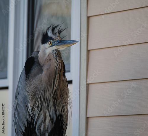 grey heron ardea cinerea
