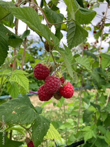 Raspberry plantation. Several berries on a bush