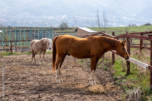 horses in a field