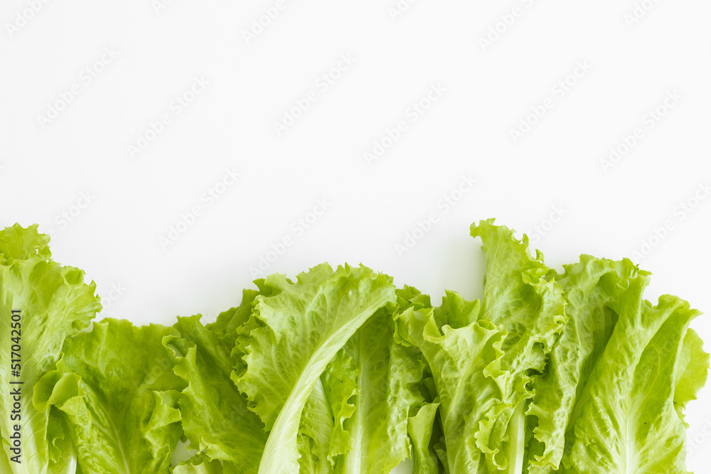 Lettuce farming, Downy mildew lettuce, problem and serious disease for