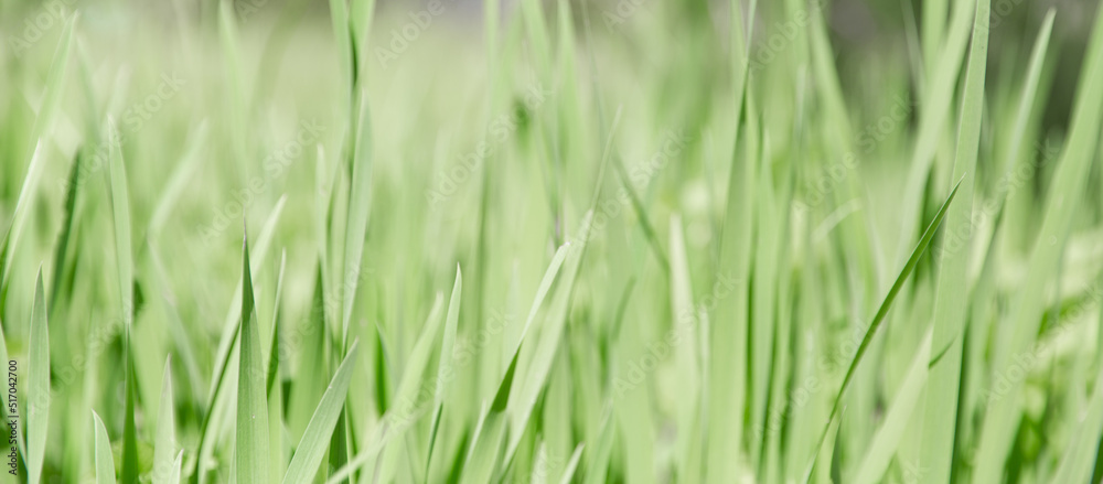 Green grass texture as background. Perspective view and selective focus. artistic abstract spring or summer background with fresh grass as banner or eco wallpaper. Leaves blur effect. Macro nature. Green grass texture as background. Perspective view and selective focus. artistic abstract spring or summer background with fresh grass as banner or eco wallpaper. Leaves blur effect. Macro nature.