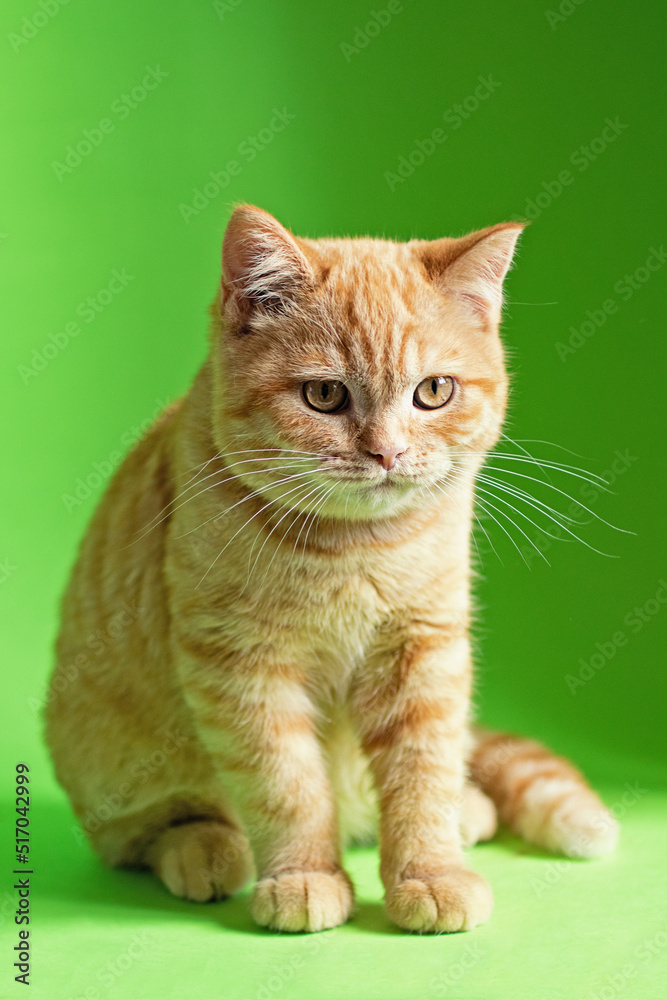 Ginger kitten sitting on green background.