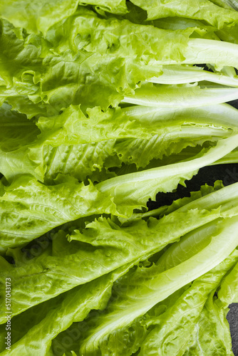 Close up of fresh organic lettuce growing in a greenhouse