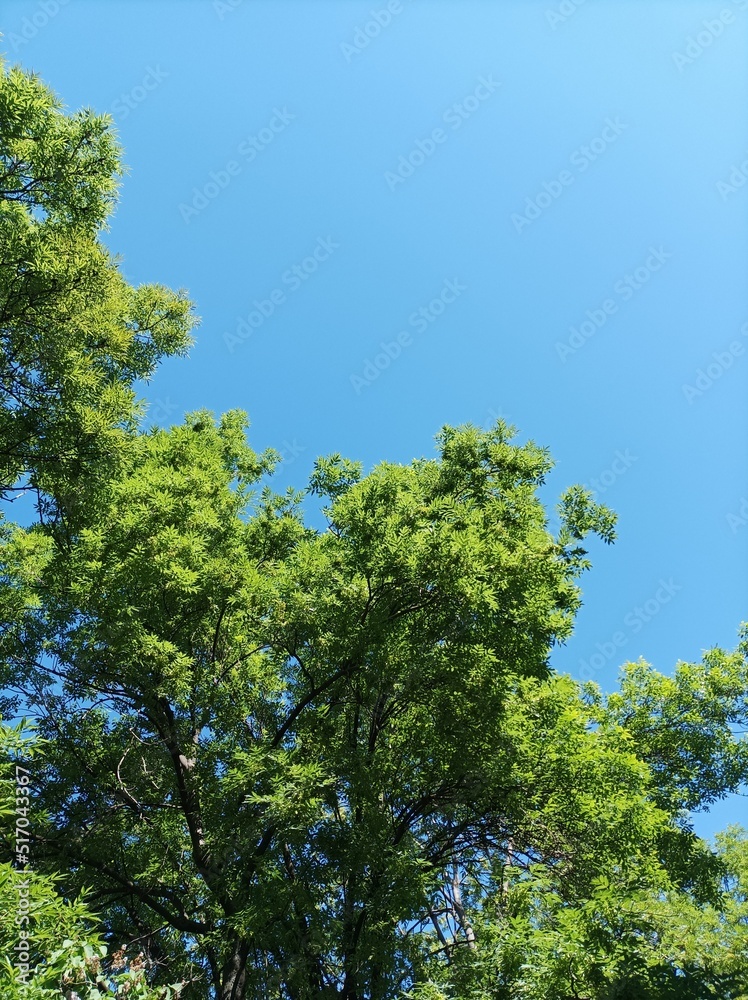 Crowns of green trees against the sky Crowns of green trees against the sky