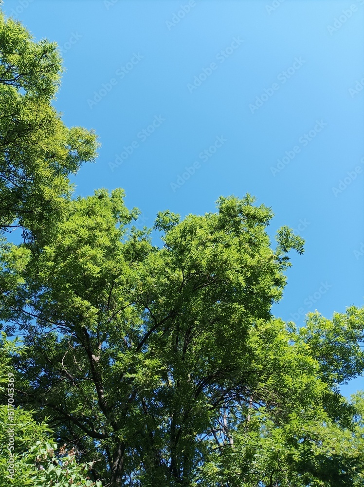 Crowns of green trees against the sky Crowns of green trees against the sky
