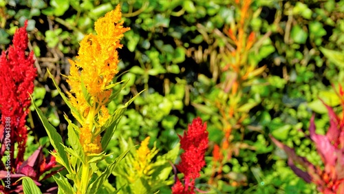 Beautiful saplings of Celosia argentea also known as plumed cockscomb or silver cocks comb or troublesome weed from nursery garden. photo