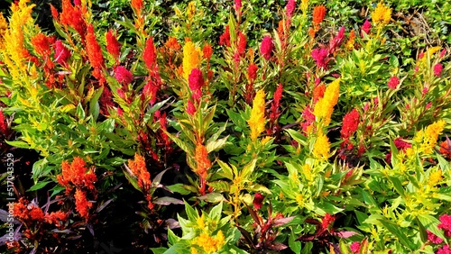 Beautiful saplings of Celosia argentea also known as plumed cockscomb or silver cocks comb or troublesome weed from nursery garden. photo