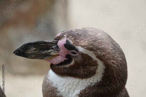 Humboldt penguin
