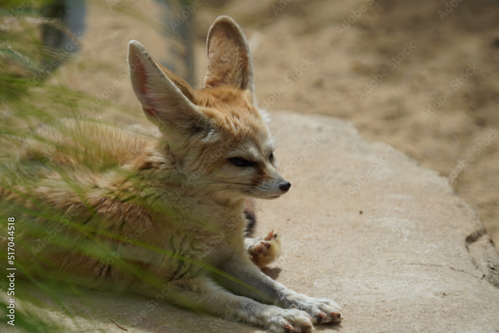Fototapeta premium Fennec fox
