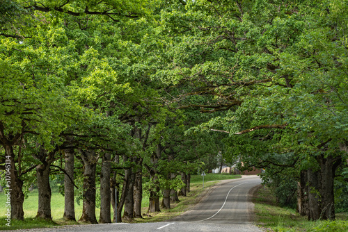 Lielauce, Latvia - 4 July 2022: an old oak avenue with a paved road and a continuous white line in a small rural village on a hot summer day.