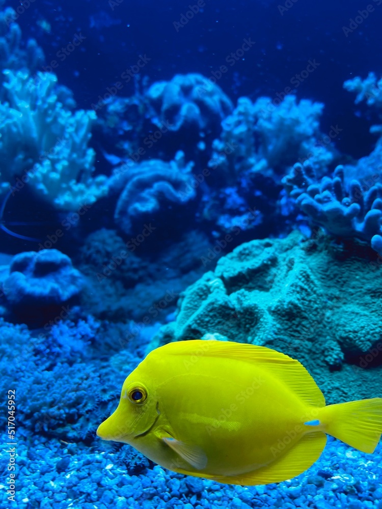 Obraz premium Yellow Fish