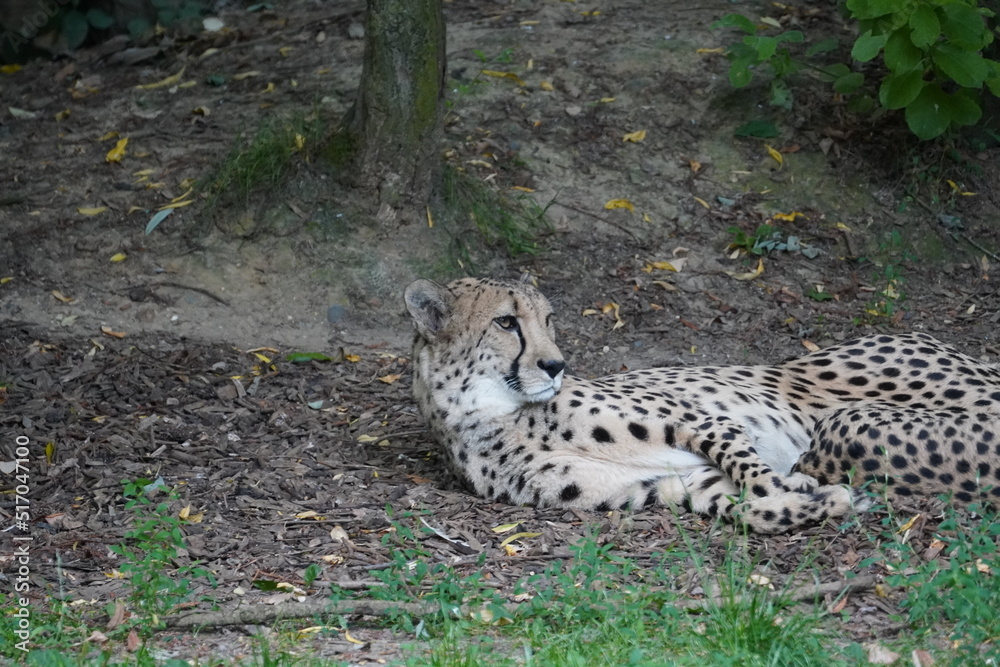 Fototapeta premium Cheetah