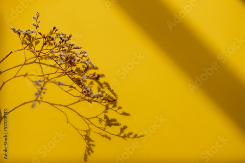 Dry flowers  dried branch on yellow background. Flat lay  top view  copy space  mockup