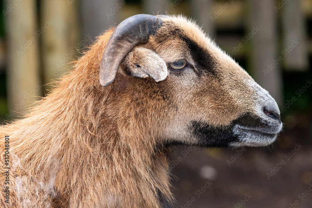 Fototapeta premium Head shot of a goat (capra hircus)