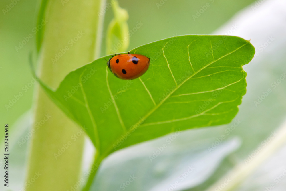 Obraz premium Green Leaf Ladybug 02